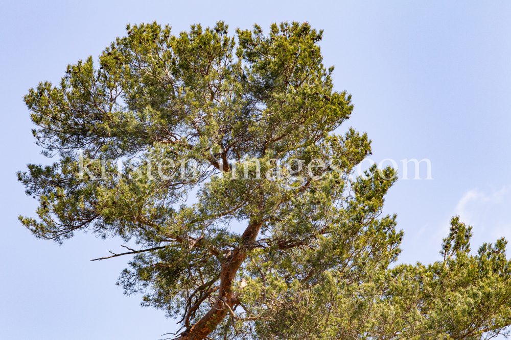 Kiefer, Föhre / Lans, Tirol, Österreich by kristen-images.com