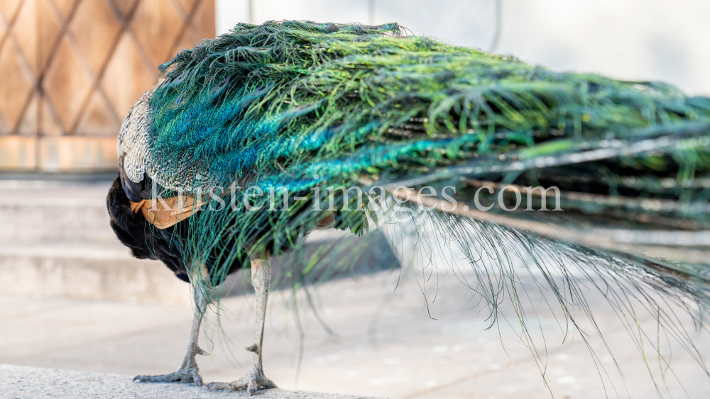 Blauer Pfau / Schloss Ambras, Innsbruck, Tirol, Österreich by kristen-images.com