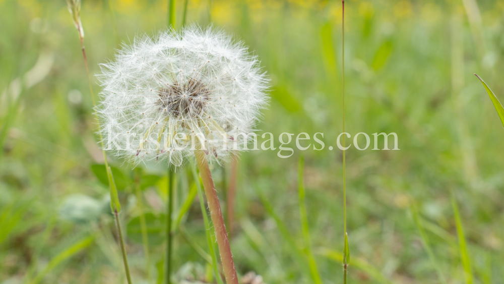 Gewöhnlicher Löwenzahn  by kristen-images.com