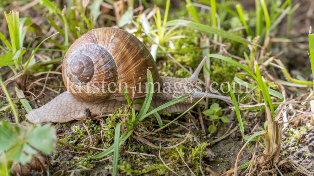 Weinbergschnecke by kristen-images.com