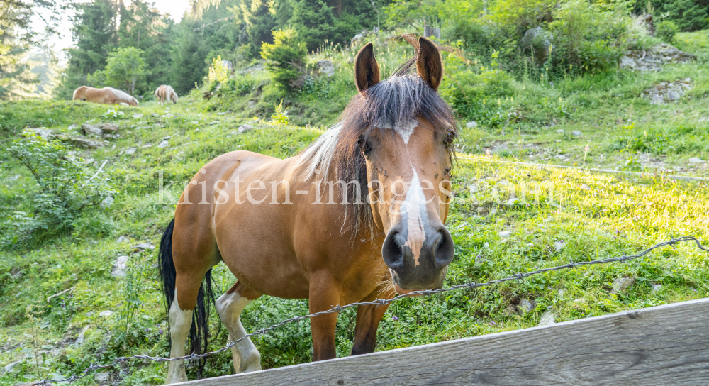 Pferd auf der Almwiese / Arztal, Ellbögen, Tirol, Österreich by kristen-images.com