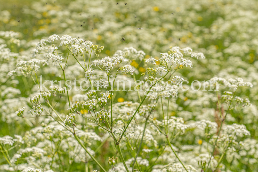 Wiesen-Kerbel, Anthriscus sylvestris by kristen-images.com